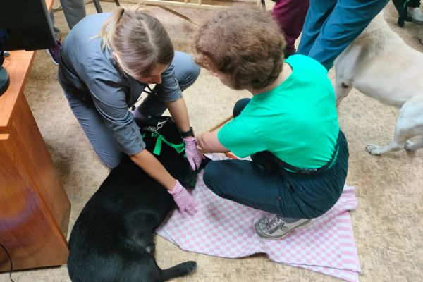 региональный слёт владельцев собак-проводников Кузбасса «Лапы помощи»